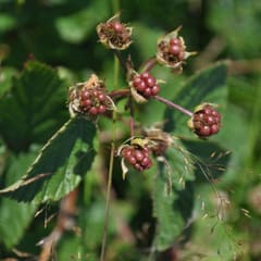 Green blackberries