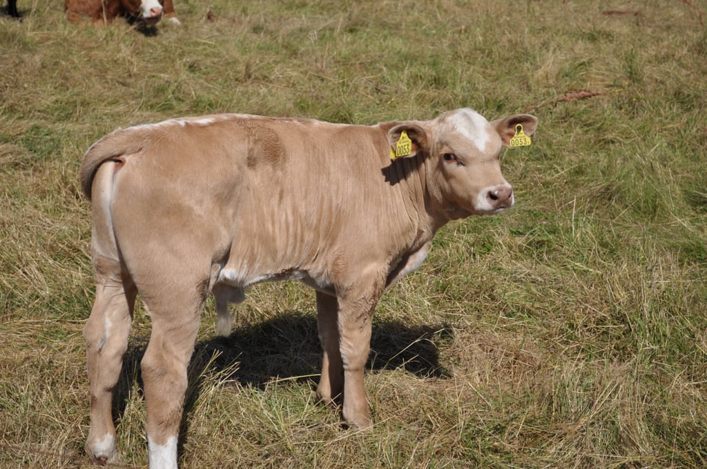Calf on the grass
