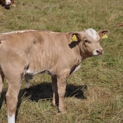 Calf on the grass