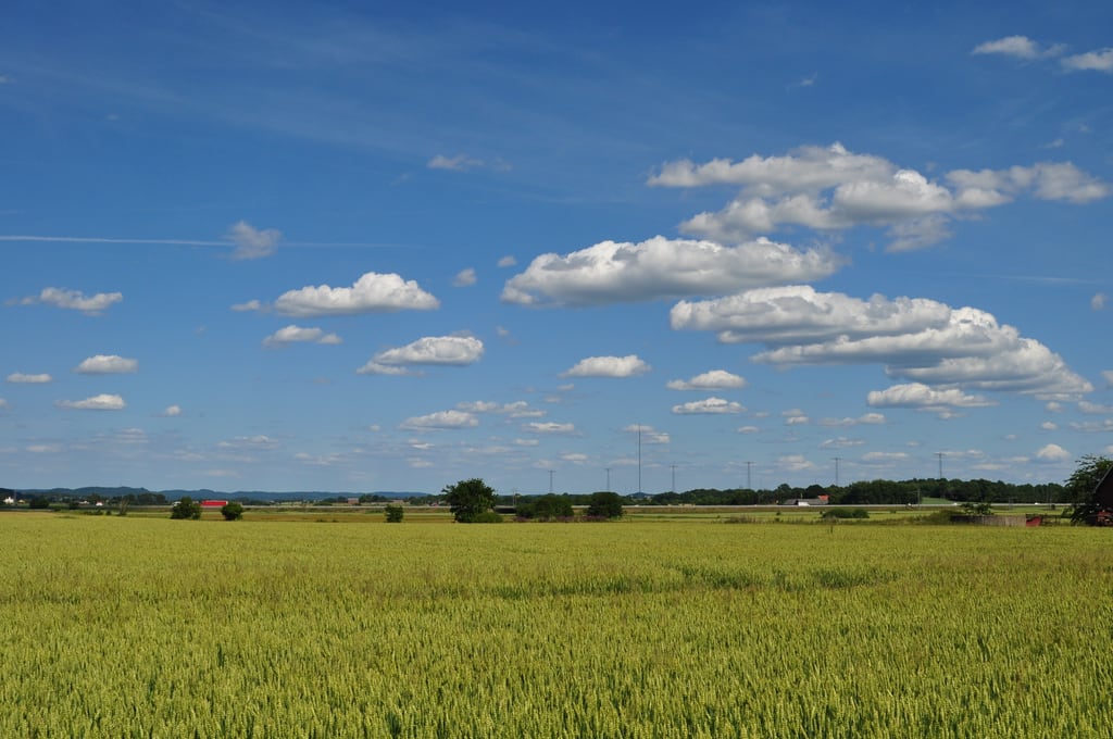 Clouds over wheat