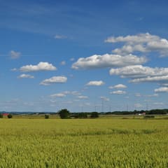 Clouds over wheat