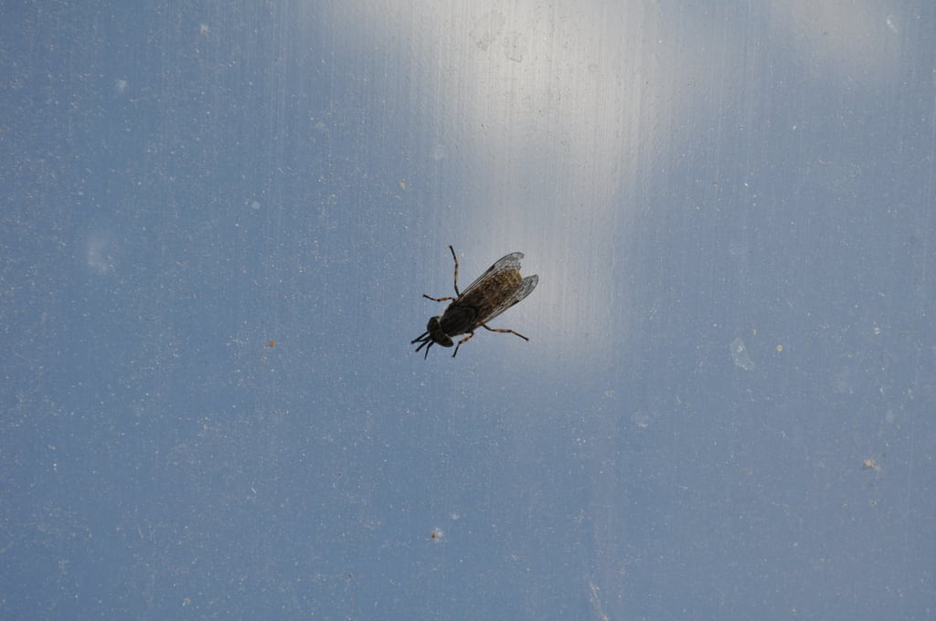 Insect