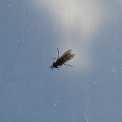 Insect
