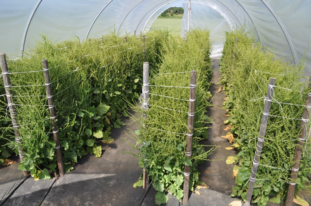 Greenhouse