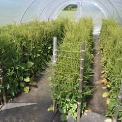 Greenhouse