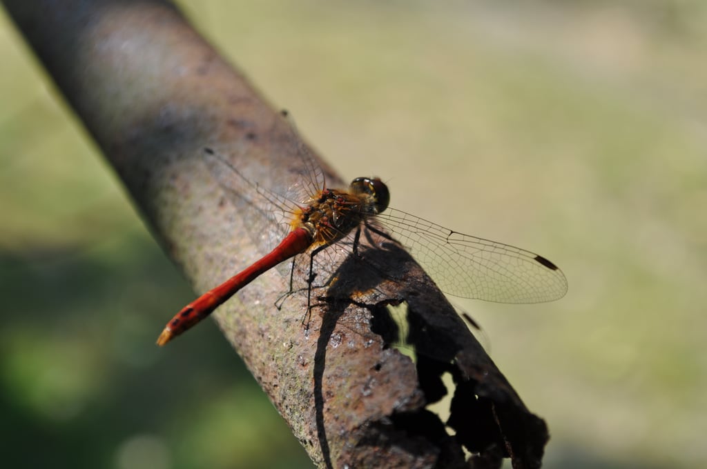 Libelle 2