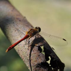 Libelle 2