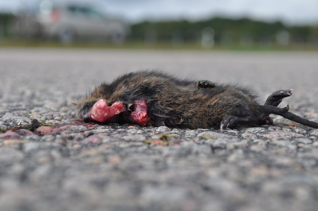 Dead mole
