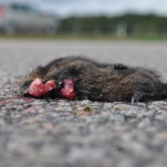 Dead mole
