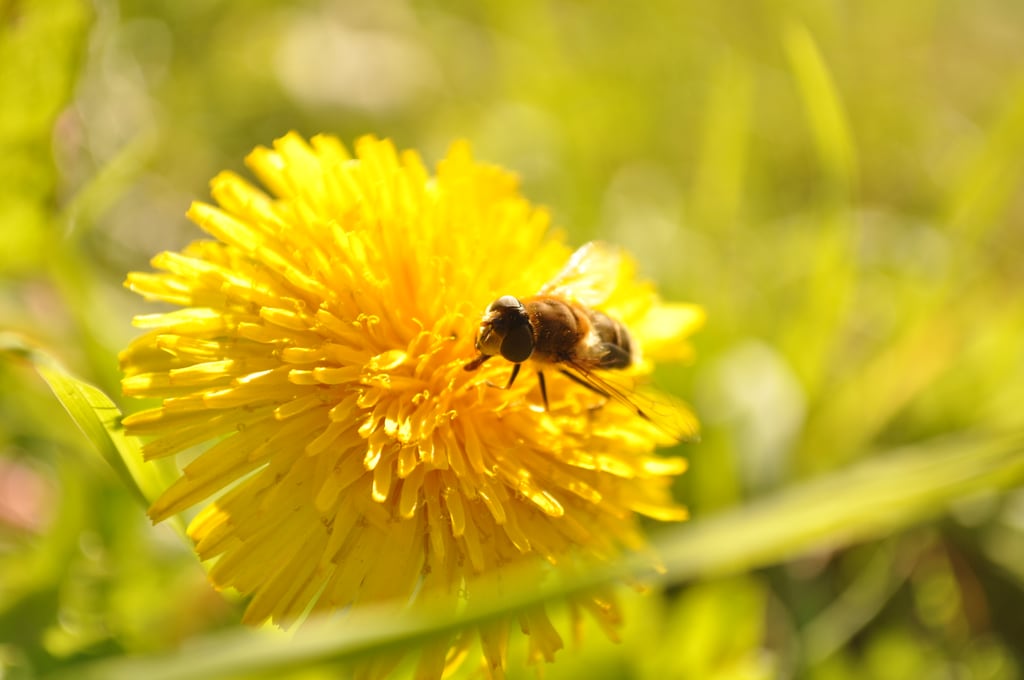 Bee