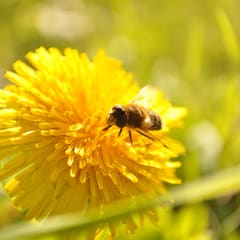 Bee